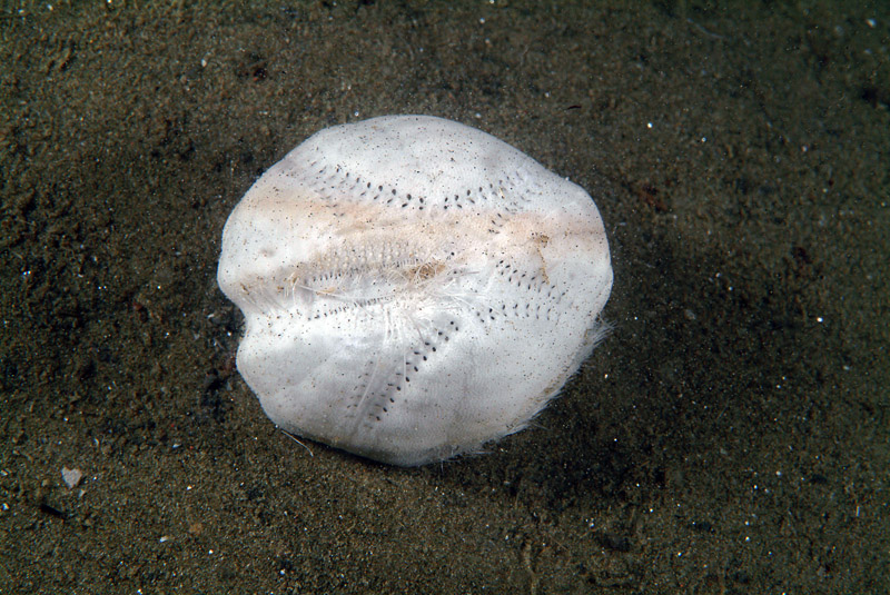 Echinocardium sp.